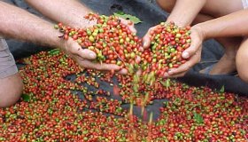 Concurso vai premiar os melhores grãos de café produzidos em Rondônia