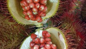 Cresce interesse por cultivo de urucum na região do Vale do Guaporé