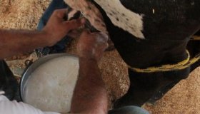 Granelização leiteira superior a 77% valoriza a propriedade rural...