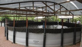 Projeto de piscicultura consorciada deve impulsionar a produção de peixe em...
