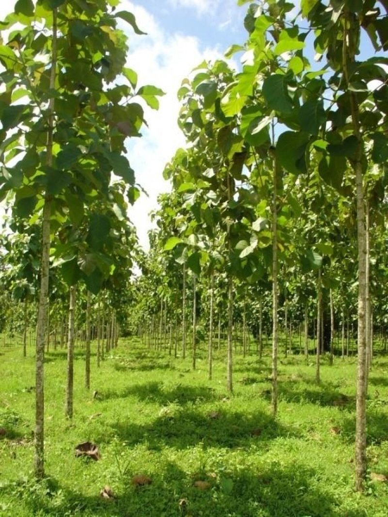 Projeto Florestas Plantadas vira lei e cria “poupança verde” para empreendedores de Rondônia