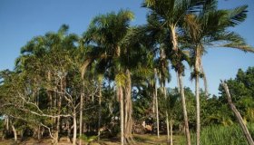 Termina nesta quinta-feira o prazo de inscrições de propriedades rurais no...