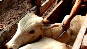 Termina sexta prazo para pecuarista declarar vacinação contra aftosa