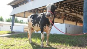 Vacas leiteiras e touros reprodutores custam acima de R$ 10 mil e podem ser...