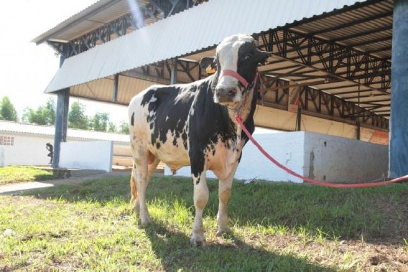 Vacas leiteiras e touros reprodutores custam acima de R$ 10 mil e podem ser financiados na Rondônia Rural Show