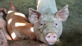 Organização Mundial de Saúde Animal declara Rondônia como área livre de...