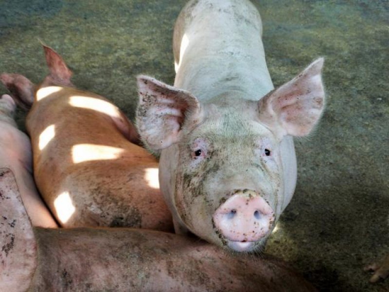 Organização Mundial de Saúde Animal declara Rondônia como área livre de peste suína clássica