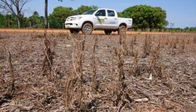 Vazio Sanitário da soja começa nesta quarta em Rondônia e mais 11 estados