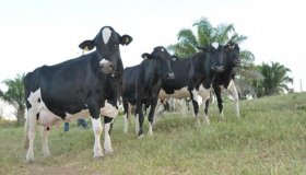 Agricultores familiares vão integrar ação para aumentar produção leiteira...