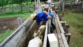 Idaron confirma vacinação de 100% do rebanho bovino e bubalino contra febre...