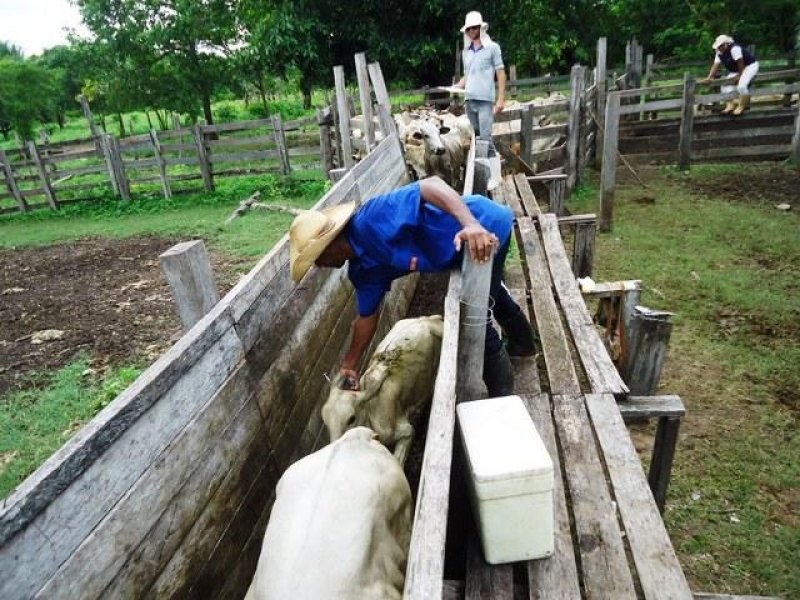 Idaron confirma vacinação de 100% do rebanho bovino e bubalino contra febre aftosa em Rondônia