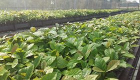 Nova legislação para produção de mudas em Rondônia entra em vigor no...