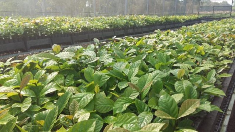 Nova legislação para produção de mudas em Rondônia entra em vigor no próximo domingo