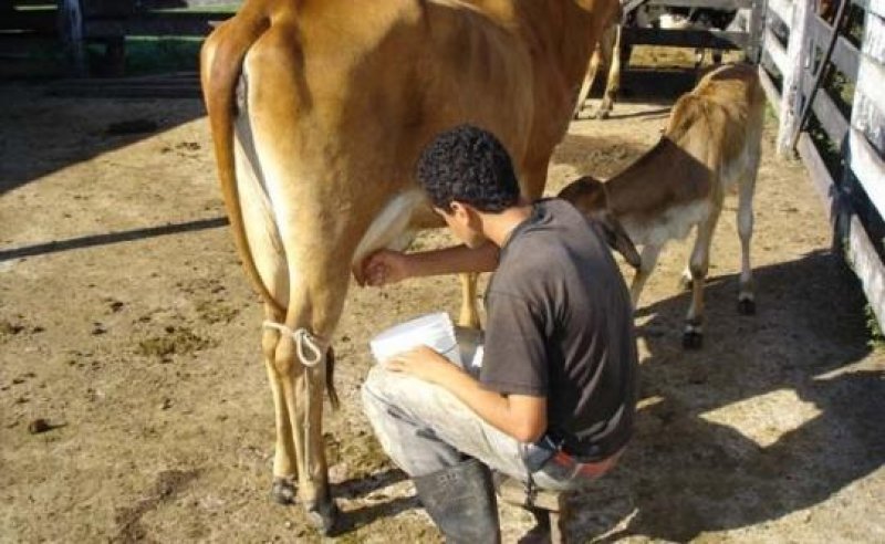 Pessoa que coleta e entrega leite não tem vínculo empregatício reconhecido pela 2ª Turma do TRT14