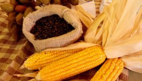 Pronaf beneficia agricultores com aquisição de veículos, irrigação e...