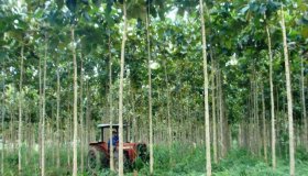 Rondônia adota procedimento mais seguro para autorização de exploração...