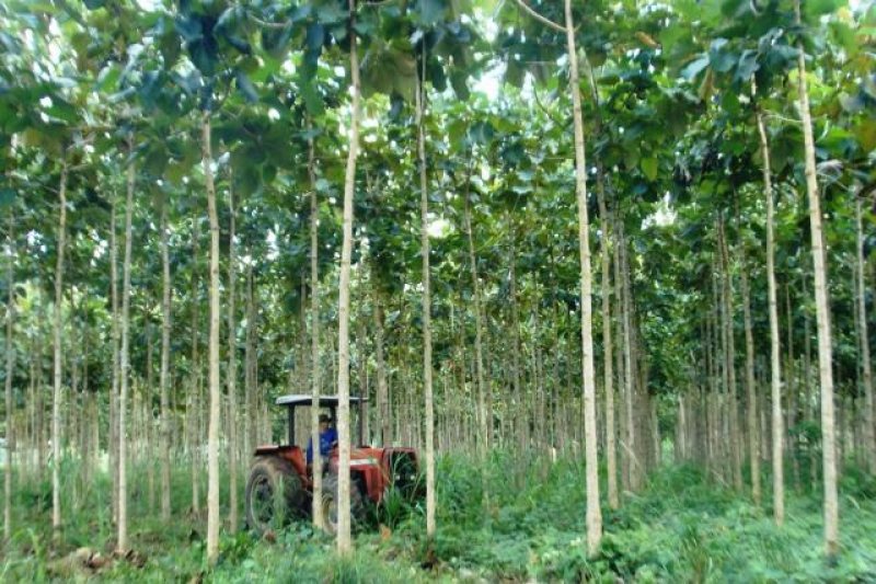 Rondônia adota procedimento mais seguro para autorização de exploração florestal