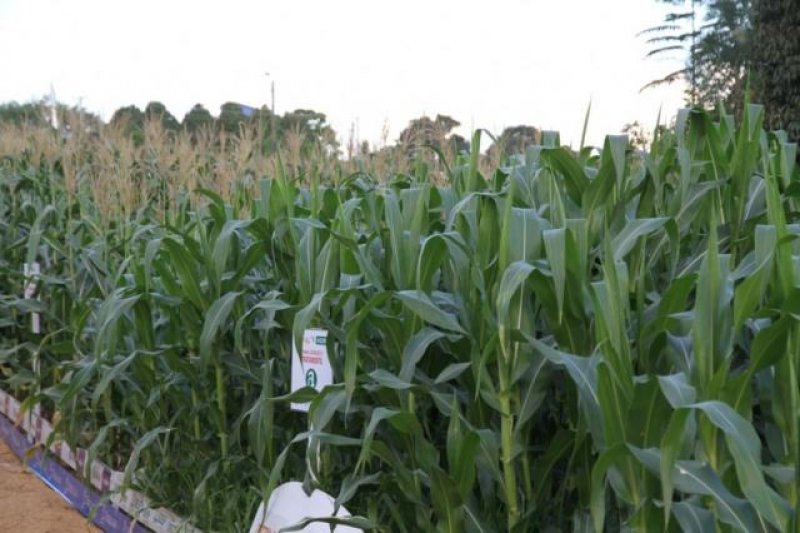 Safra de milho de 663,7 mil toneladas revela alta produtividade na região Sul de Rondônia