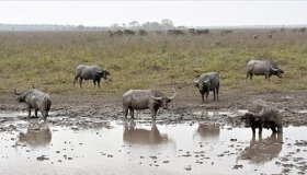 Definido planejamento para abate de búfalos em Costa Marques