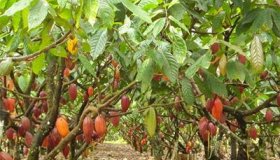Produção de cacau em Rondônia será recuperada