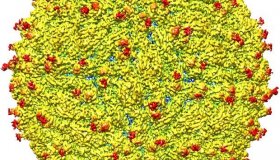 Butantan espera testar vacina de zika em humanos em dois meses