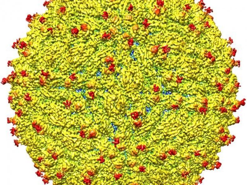 Butantan espera testar vacina de zika em humanos em dois meses