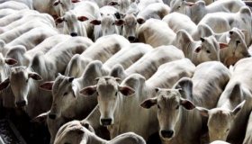 Carne de Rondônia será exportada para o Peru
