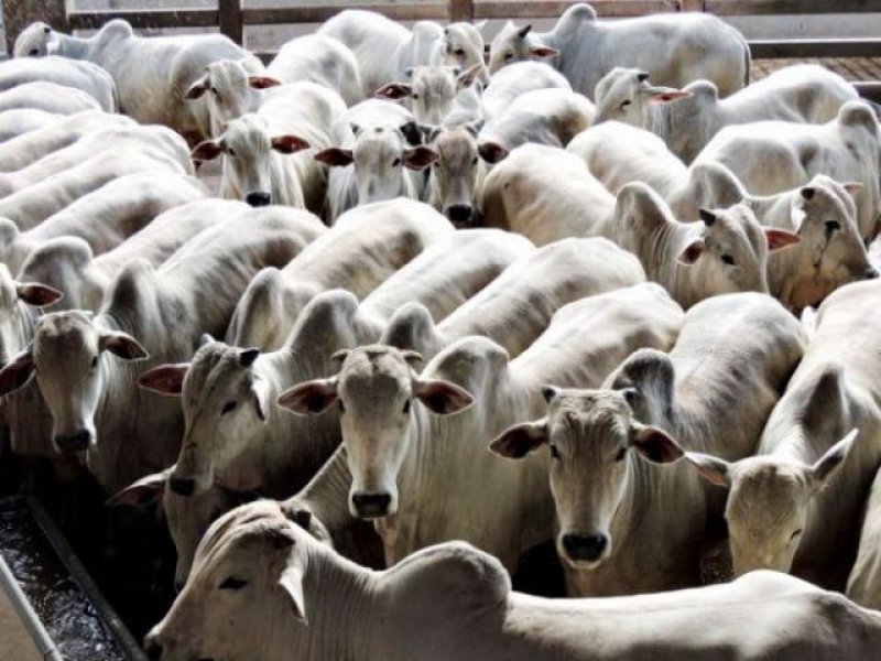 Carne de Rondônia será exportada para o Peru