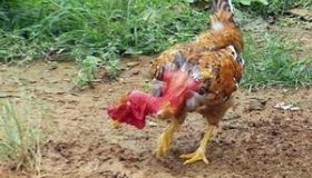 Em Rondônia Galinha Caipira é vendida por R$ 21,42 em média