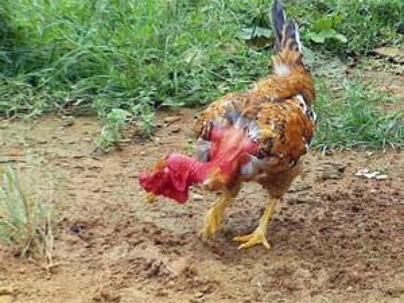 Em Rondônia Galinha Caipira é vendida por R$ 21,42 em média