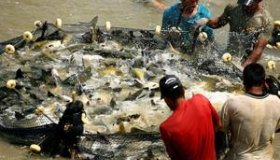 Grupo da Aquicultura e Pesca é criado para incentivar produção em RO