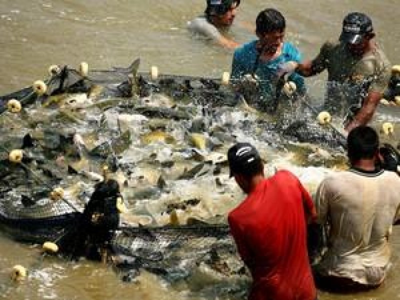 Grupo da Aquicultura e Pesca é criado para incentivar produção em RO