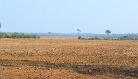 Período de vazio sanitário chega ao fim e produtores de soja já podem...