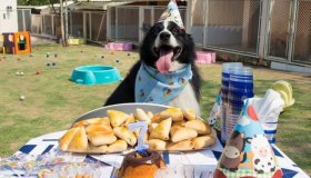 Cachorro ganha festa de aniversário e arrecada 205 kg de ração em Porto Velho