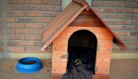Cão vira