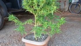 Pé de maconha é encontrado no quintal de residência em Cacoal
