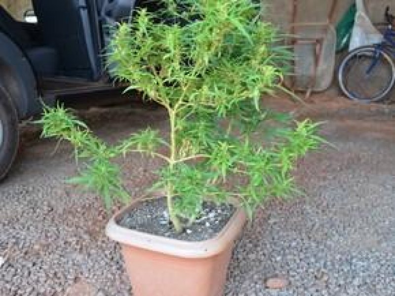 Pé de maconha é encontrado no quintal de residência em Cacoal