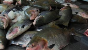 Rondônia estima faturamento de R$ 2 milhões em feira de pescado e gastronomia...