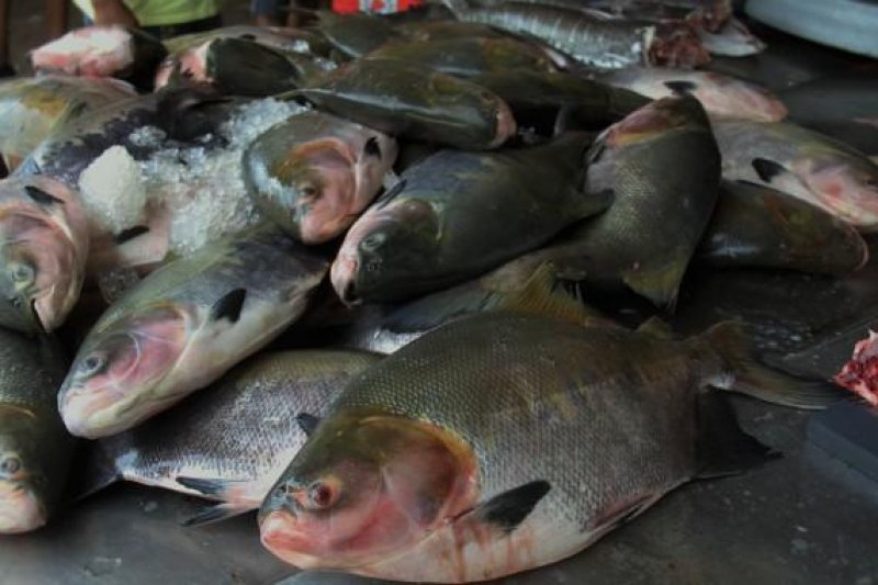 Rondônia estima faturamento de R$ 2 milhões em feira de pescado e gastronomia em São Paulo