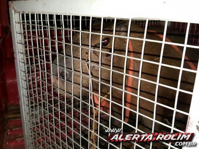 Bombeiros capturam capivara em pleno Centro de Rolim