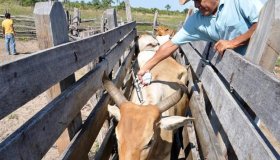 Em RO, 90% do rebanho tem vacina contra aftosa declarada, diz Idaron