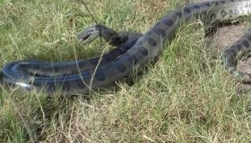 Sucuri de 5 metros é laçada e morta a pauladas por peões de fazenda em...