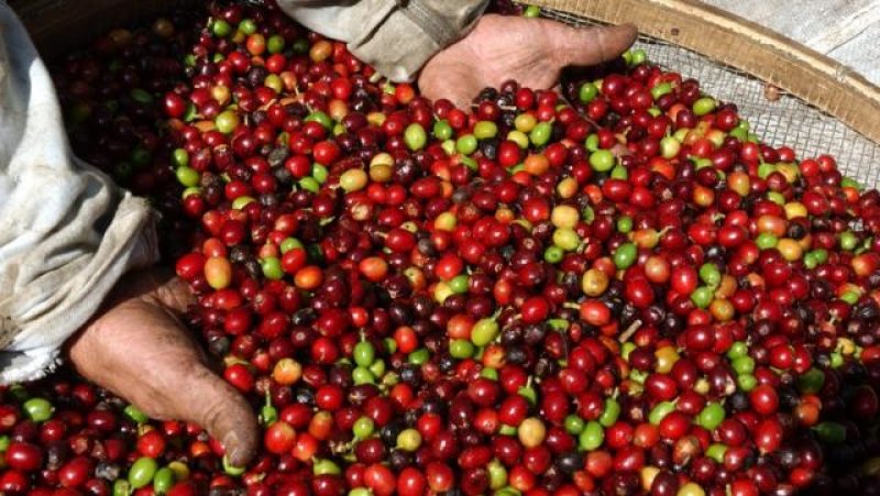 Após manifestações de cafeicultores, Governo Federal suspende importação do café