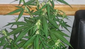 Três pés de maconha são apreendidos no Vilage do Sol II, em Cacoal
