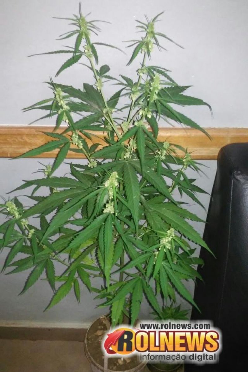 Três pés de maconha são apreendidos no Vilage do Sol II, em Cacoal
