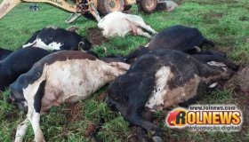 Raio atinge árvore e mata oito cabeças de gado em Novo Horizonte