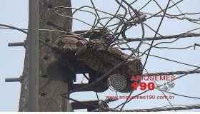 Ariquemes: Cobra é capturada em poste de energia