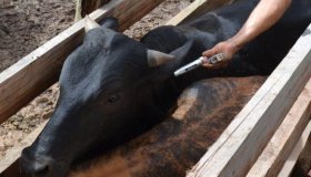 Campanha contra a febre aftosa será lançada nesta terça-feira; vacinação...