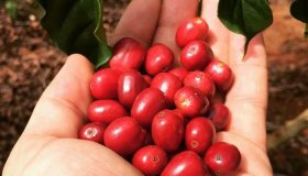 Colheita do café conilon começou nesta segunda-feira em Rondônia