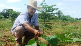 Opção de plantio de floresta na agricultura familiar será demonstrado...